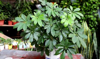鸭掌花的种殖方法是什么 鸭掌花的养殖方法