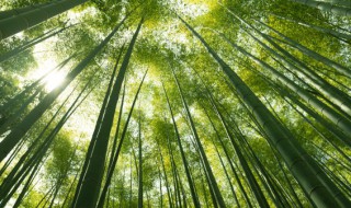 如何种植竹子 竹子种植方法和注意事项