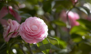 四季芙蓉花的养殖方法有什么 四季芙蓉花的养殖方法