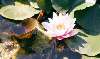 怎么种植睡莲的种子呢 睡莲种子的种植方法