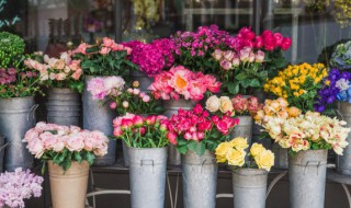 假昙花怎么养殖 假昙花的养殖方法