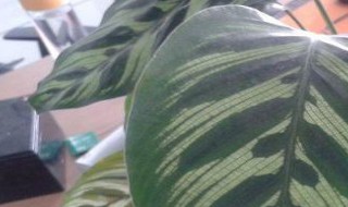 猫眼树怎么养殖 猫眼植物的养殖方法