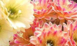 毛花柱养殖方法介绍是什么 毛花柱飞碟的养殖方法