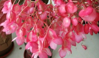 竹节海棠花怎样养 竹节海棠花的养殖方法