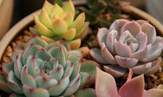 肉类植物怎样养殖 肉类植物的养殖方法