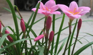 韭菜莲花如何养殖方法 韭菜莲花的养殖方法