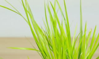 水培菖蒲怎么养殖 水培菖蒲怎么养殖方法