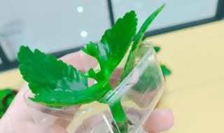 长寿花水培如何养殖 长寿花水培的养殖方法