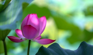 荷花兰如何养殖方法 荷花兰的养殖方法