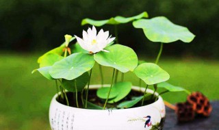 迷你荷花如何养 迷你荷花养殖方法