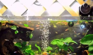养乌龟缸里面放植物好吗 养乌龟缸里面放植物好不好