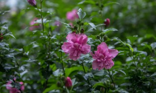 木槿花开的时候木槿花有什么含义 木槿花开的时候木槿花代表什么