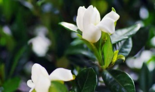 刚买回家的栀子花叶子蔫了咋办 刚买回家的栀子花叶子蔫了怎么办