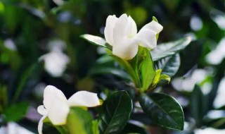 栀子花换完盆叶子有些蔫了的解决方法 栀子花换完盆叶子有些蔫了怎么办