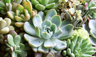 多肉植物姬玉露怎么养 多肉姬玉露怎么养