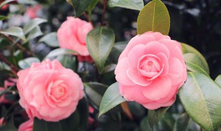 怎么制作肥水浇花 怎样自制浇花肥水