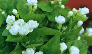 茉莉花多长时间浇一次水 茉莉花要多长时间浇水