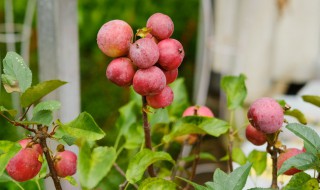 海棠花上盆后什么时候施肥 海棠上盆以后什么时候浇水