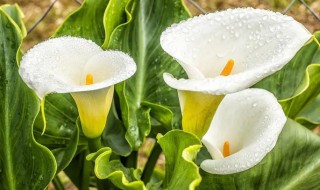 马蹄莲盆栽能养多久 盆栽马蹄莲种植时间