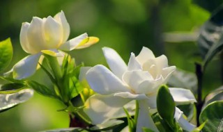 栀子花叶子蔫了黄了怎么办 栀子花爱黄叶子花打蔫怎么办