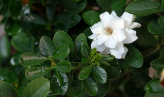 栀子花夏天换盆能成活吗 栀子花冬天换盆怎么保护花