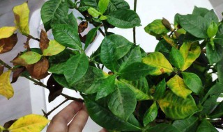 栀子花叶子上有黑斑怎么办 栀子花叶子发黄有黑斑怎么办