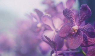 兰花开花期间几天浇一次水 兰花春天多久浇一次水