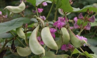 冬天菜园适合种什么菜 菜园冬季适合种什么蔬菜