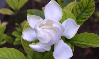 栀子花冬季黄叶子怎么回事 冬天栀子花叶子发黄怎么办