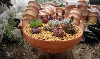 红陶盆适合养多肉吗 红陶盆如何养肥多肉植物