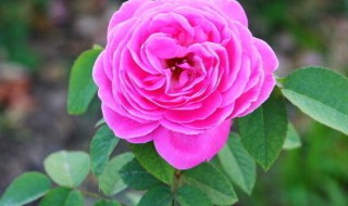 月季花的栽培要点 月季花栽培方法如下