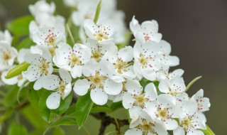 梨花微雨歌曲简介 梨花微雨歌词