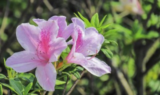 杜鹃花不开花是什么原因造成的 杜鹃花不开花是什么原因