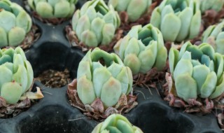 多肉珊瑚花怎么养 多肉珊瑚怎么养