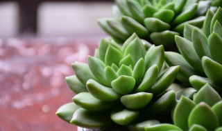 多肉植物养殖土怎么配 多肉植物营养土怎么配