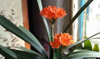 君子兰开花时怎么养护 君子兰开花了怎么养护