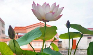 碗莲发芽后怎么种到塘泥里面 碗莲发芽后怎么种