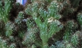 五指山花卉图片 五指山花卉怎么养护