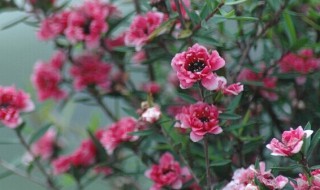 松红梅鲜花养护 松红梅怎么养护
