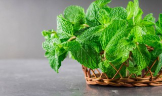 薄荷花怎么养护 薄荷花怎么养