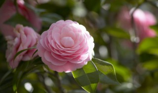 杜鹃花烂根怎么处理方法 花烂根怎么处理方法