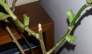 叶仙嫁接蟹爪兰的方法 叶仙怎么嫁接蟹爪兰
