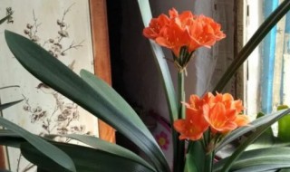 君子兰开花期间怎么养护 君子兰开花怎么养护