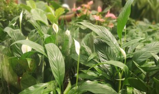绿植一帆风顺怎么养护 花草一帆风顺怎么养护