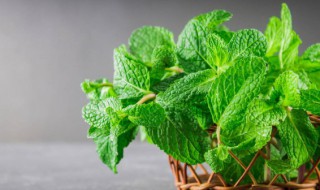 薄荷怎么施肥才能长得好看 薄荷怎么施肥