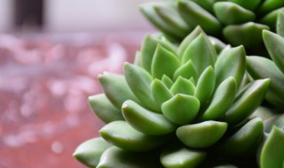 多肉植物土怎么配制 多肉的土壤怎么配制