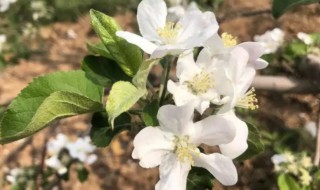苹果花后施什么肥好 苹果花后施什么肥