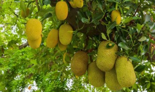 菠萝蜜盆栽一般什么时候可以施肥 菠萝蜜什么时候施肥最好