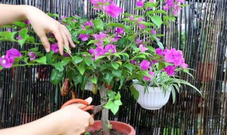 三角梅开花期能不能施肥 三角梅花期可以施肥吗