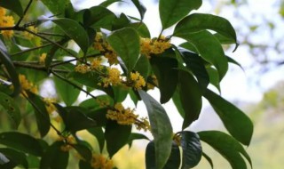 桂花树什么时候施肥料最好 桂花树什么时候施肥
